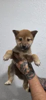 Male puppy #3, a male Shiba Inu for sale in Modesto, CA – Photo 1 of 2