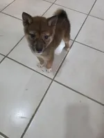 Ren, a male Shiba Inu for sale in Modesto, CA – Photo 4 of 4