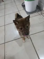 Ren, a male Shiba Inu for sale in Modesto, CA – Photo 3 of 4