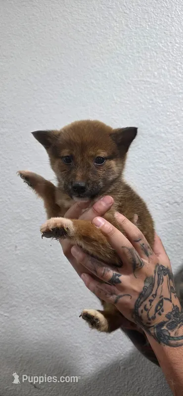 Male puppy #2, a male Shiba Inu for sale in Modesto, CA – Photo 1 of 2