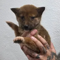 Ren, a male Shiba Inu for sale in Modesto, CA – Photo 1 of 2