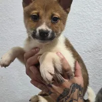 Gon, a male Shiba Inu for sale in Modesto, CA – Photo 1 of 2