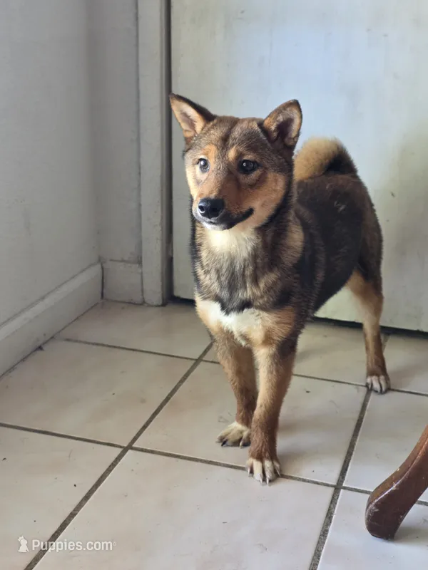 Nikko – Shiba Inu puppy for sale in Modesto, CA