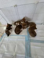 Alluka , a female Shiba Inu for sale in Modesto, CA – Photo 6 of 6