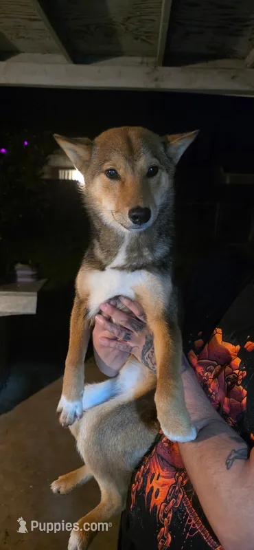 Alluka , a female Shiba Inu for sale in Modesto, CA – Photo 1 of 6