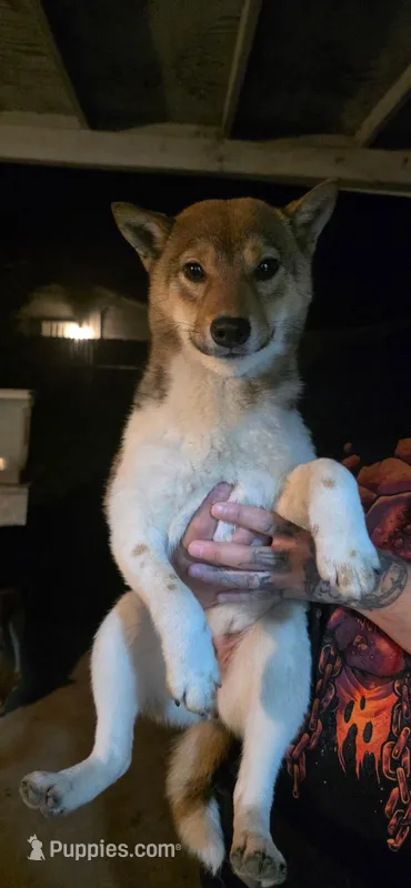 Kiko, a female Shiba Inu for sale in Modesto, CA – Photo 1 of 4