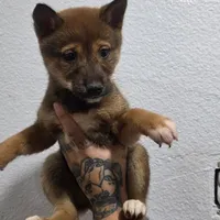 Nikko, a female Shiba Inu for sale in Modesto, CA – Photo 1 of 2