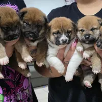 Nikko, a female Shiba Inu for sale in Modesto, CA – Photo 2 of 2