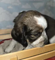 Cream Collar Liver/White Tri, a male English Springer Spaniel for sale in Grand Island, NE – 3 of 3