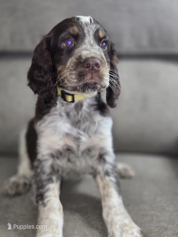 Yellow Collar Liver/White Tri Roan – English Springer Spaniel puppy for sale in Grand Island, NE