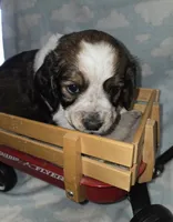 Cream Collar Liver/White Tri, a male English Springer Spaniel for sale in Grand Island, NE – 2 of 3