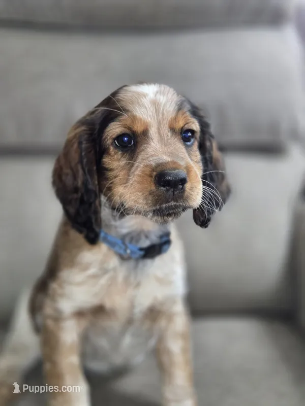 Dark Blue Collar Black Tipped Sable Roan – English Springer Spaniel puppy for sale in Grand Island, NE