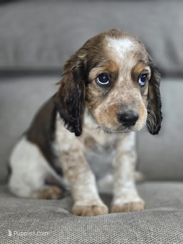Cream Collar Black Tipped Sable Roan – English Springer Spaniel puppy for sale in Grand Island, NE