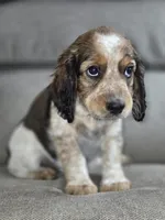 Cream Collar Black Tipped Sable Roan, a male English Springer Spaniel for sale in Grand Island, NE – 1 of 4