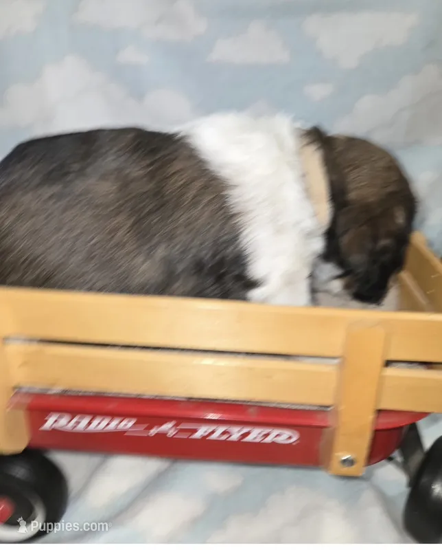 Cream Collar Liver/White Tri – English Springer Spaniel puppy for sale in Grand Island, NE