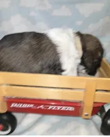 Cream Collar Liver/White Tri, a male English Springer Spaniel for sale in Grand Island, NE – 1 of 3