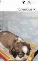 Grey Collar Sable/White, a male English Springer Spaniel for sale in Grand Island, NE – 3 of 3