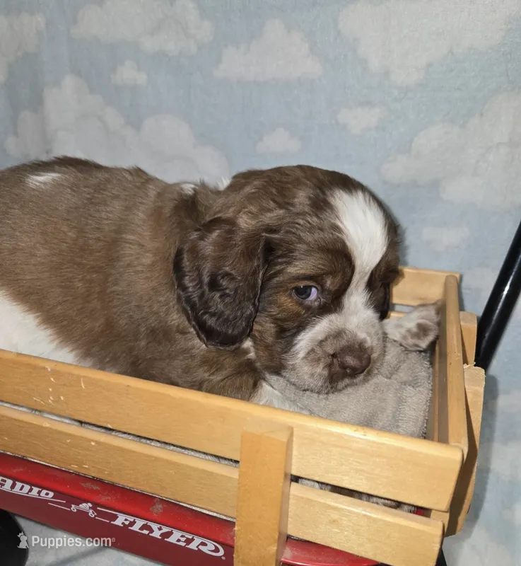 Grey Collar Sable/White – English Springer Spaniel puppy for sale in Grand Island, NE