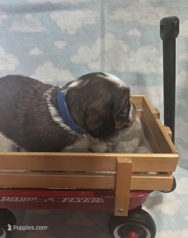 Dark Blue Collar Liver/White Tri – English Springer Spaniel puppy for sale in Grand Island, NE