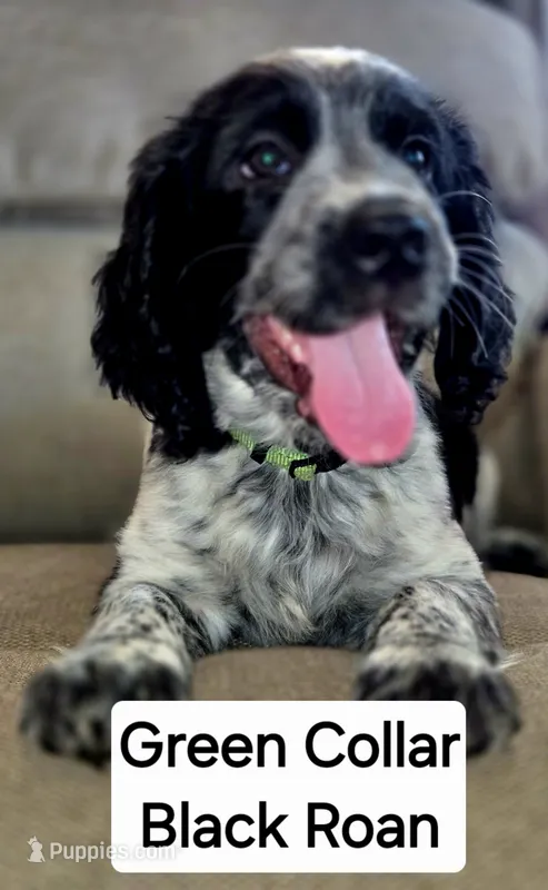 Green Collar Black/White Roan – English Springer Spaniel puppy for sale in Grand Island, NE