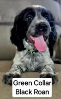 Green Collar Black/White Roan, a male English Springer Spaniel for sale in Grand Island, NE – 1 of 5