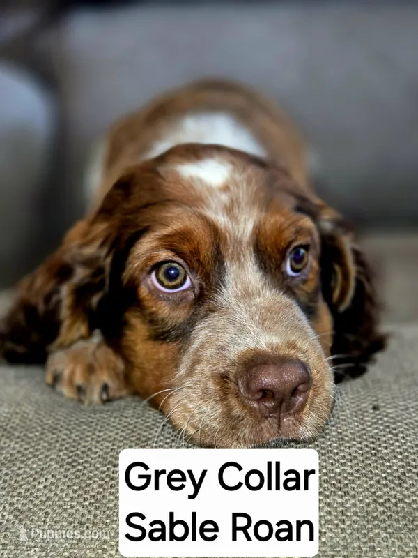 Grey Collar Sable/White Roan – English Springer Spaniel puppy for sale in Grand Island, NE