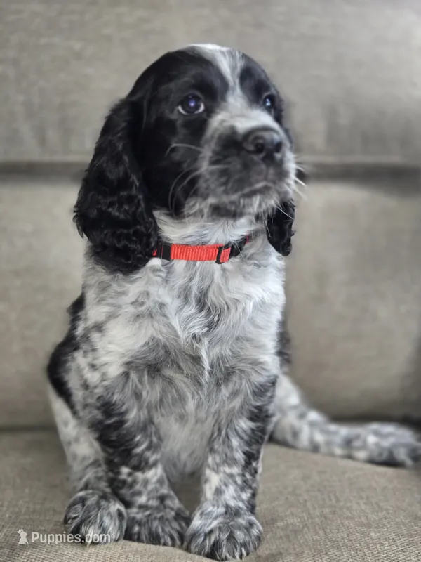 Red Collar Black/White Roan – English Springer Spaniel puppy for sale in Grand Island, NE