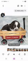Yellow Collar Liver/White Tri, a male English Springer Spaniel for sale in Grand Island, NE – 3 of 3