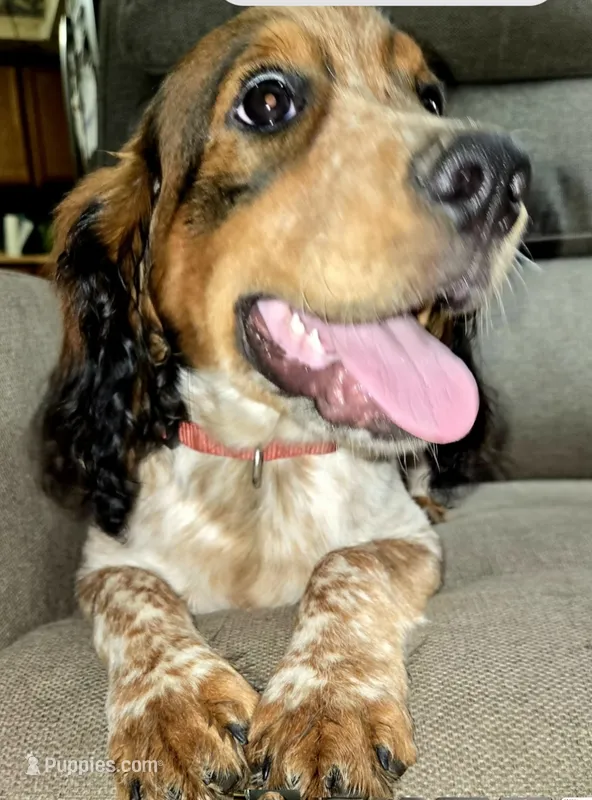 Price reduced! Cream Collar Black Tipped Sable Roan – English Springer Spaniel puppy for sale in Grand Island, NE