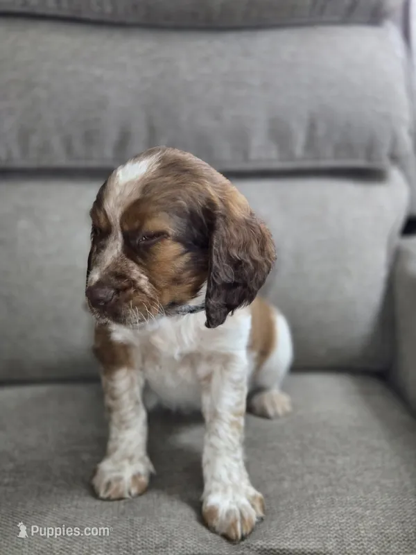 Grey Collar Sable/White – English Springer Spaniel puppy for sale in Grand Island, NE