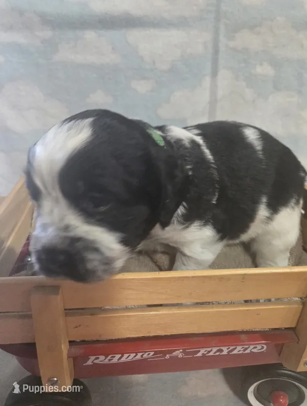 Green Collar Black/White Roan – English Springer Spaniel puppy for sale in Grand Island, NE
