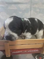 Green Collar Black/White Roan, a male English Springer Spaniel for sale in Grand Island, NE – 1 of 3