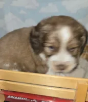 Light Blue Collar Sable/White, a male English Springer Spaniel for sale in Grand Island, NE – 2 of 3