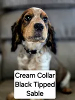 Price reduced! Cream Collar Black Tipped Sable Roan, a male English Springer Spaniel for sale in Grand Island, NE – 1 of 5