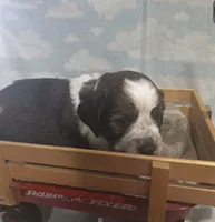 Dark Blue Collar Liver/White Tri, a male English Springer Spaniel for sale in Grand Island, NE – 2 of 3