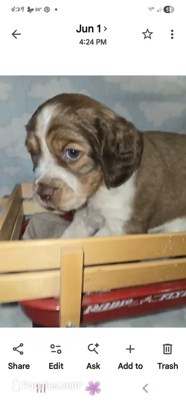 Light Blue Collar Sable/White – English Springer Spaniel puppy for sale in Grand Island, NE
