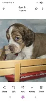 Light Blue Collar Sable/White, a male English Springer Spaniel for sale in Grand Island, NE – 1 of 3