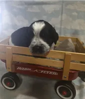 Green Collar Black/White Roan, a male English Springer Spaniel for sale in Grand Island, NE – 2 of 3