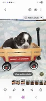 Yellow Collar Liver/White Tri, a male English Springer Spaniel for sale in Grand Island, NE – 2 of 3