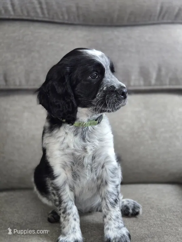 Green Collar Black/White Roan – English Springer Spaniel puppy for sale in Grand Island, NE
