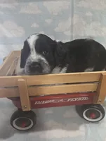 Red Collar Black/White Roan, a male English Springer Spaniel for sale in Grand Island, NE – 3 of 3