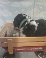 Green Collar Black/White Roan, a male English Springer Spaniel for sale in Grand Island, NE – 3 of 3
