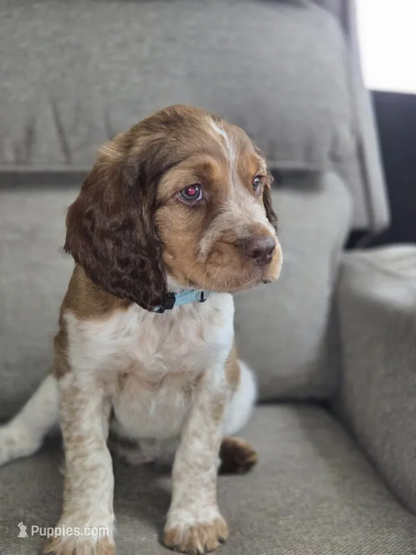 Light Blue Collar Sable/White – English Springer Spaniel puppy for sale in Grand Island, NE