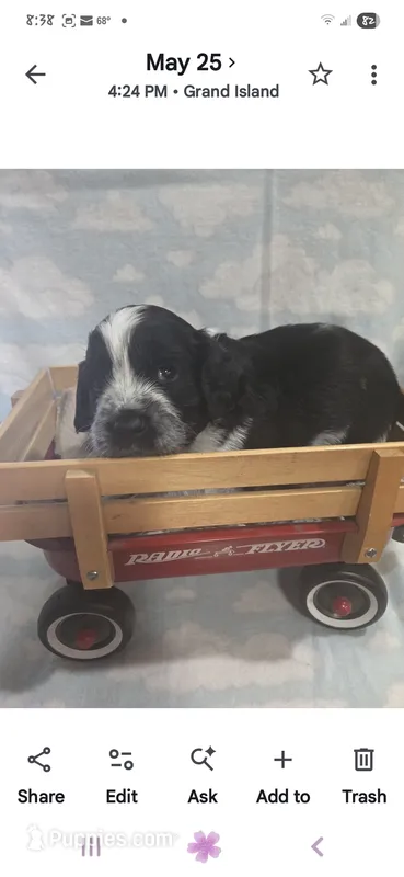 Red Collar Black/White Roan – English Springer Spaniel puppy for sale in Grand Island, NE