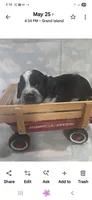 Red Collar Black/White Roan, a male English Springer Spaniel for sale in Grand Island, NE – 1 of 3