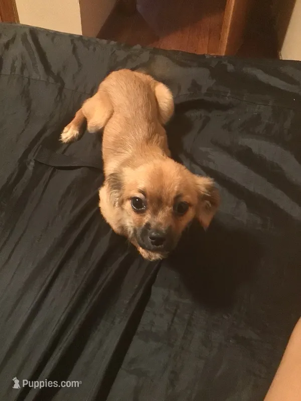 KOKO  – Shih Tzu, Yorkshire Terrier puppy for sale in Lansing, IL