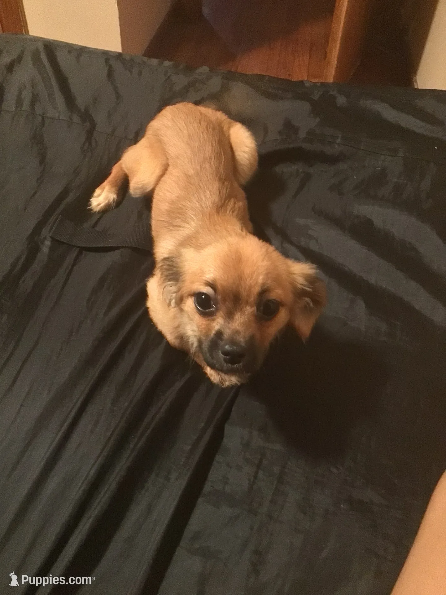 KOKO , a female Shih Tzu and Yorkshire Terrier for sale in Lansing, IL – 1 of 1