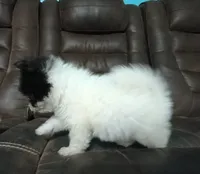 Tank, a male Pomapoo for sale in Corpus Christi, TX – 2 of 2