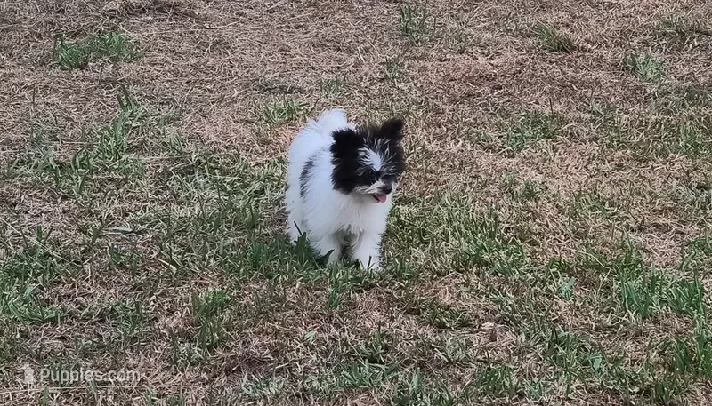 Tank – Pomapoo puppy for sale in Corpus Christi, TX