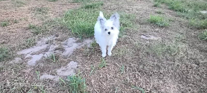 Candy  – Pomapoo puppy for sale in Corpus Christi, TX